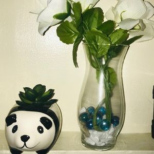 Panda Succulent